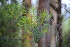 Persoonia virgata