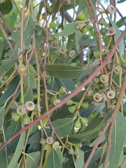 Eucalyptus rudis