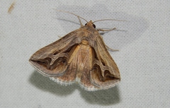 Cuneisigna rivulata