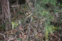 Persoonia virgata