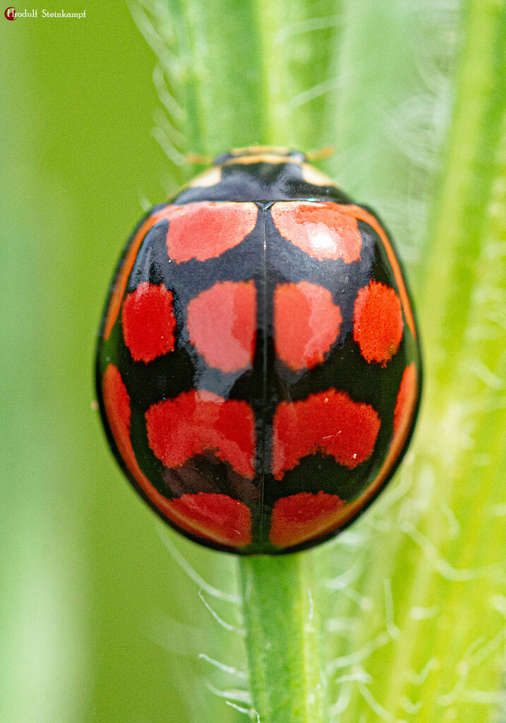 Lunate Lady Beetle