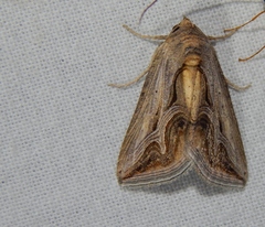 Cuneisigna rivulata