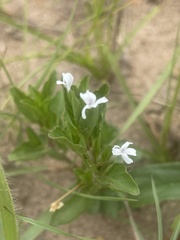 Dyschoriste setigera