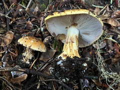 Calonarius