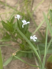 Dyschoriste setigera