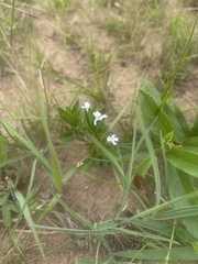 Dyschoriste setigera