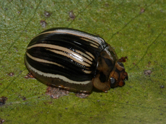 Paropsisterna insignita