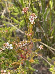 Baeckea imbricata
