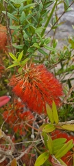 Melaleuca hypericifolia