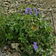 Geranium gymnocaulon