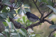 Turdus cardis