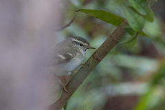 Phylloscopus inornatus