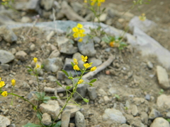 Draba hispida
