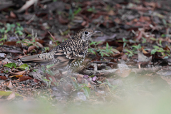 Zoothera aurea
