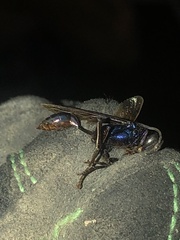 Chalybion zimmermanni