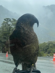 Nestor notabilis