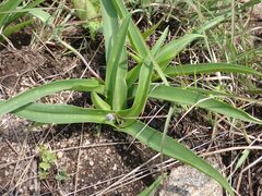Ledebouria asperifolia