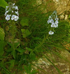 Veronica gentianoides