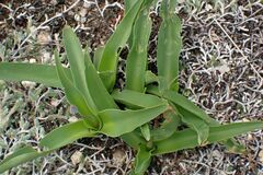 Ledebouria asperifolia