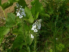 Veronica gentianoides