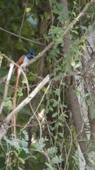 Terpsiphone paradisi