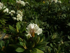 Rhododendron caucasicum