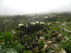 Rhododendron caucasicum