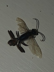 Chalybion zimmermanni