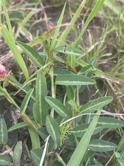 Alysicarpus vaginalis