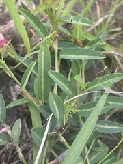 Alysicarpus vaginalis