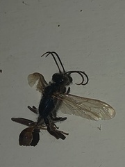 Chalybion zimmermanni