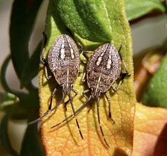 Poecilometis