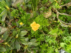 Pulsatilla aurea