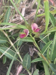 Alysicarpus vaginalis