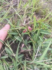 Alysicarpus vaginalis