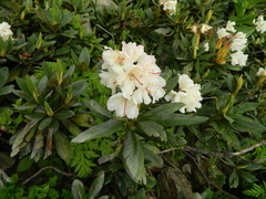 Rhododendron caucasicum
