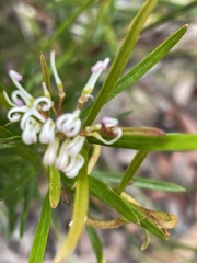 Grevillea linearifolia