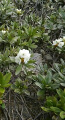 Rhododendron caucasicum