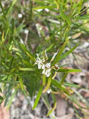 Grevillea linearifolia