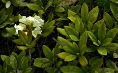 Rhododendron caucasicum