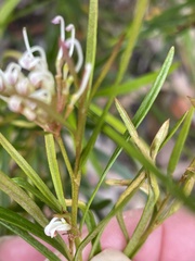 Grevillea linearifolia