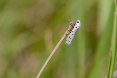 Myelois circumvoluta