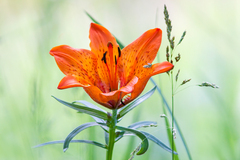 Lilium bulbiferum
