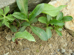 Veronica gentianoides
