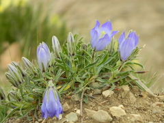 Campanula tridentata