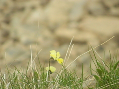 Viola oreades