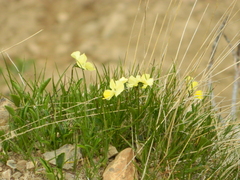 Viola oreades