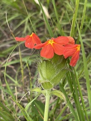 Crossandra greenstockii