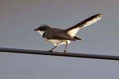 Rhipidura nigritorquis