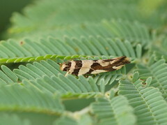Macrobathra desmotoma